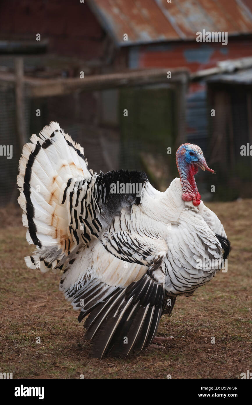 Turkey in farmyard showing plumage Stock Photo - Alamy