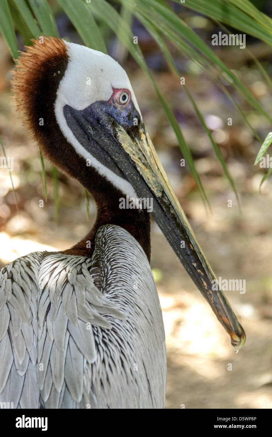Brown Pelican (Pelecanidae) Mexico Stock Photo