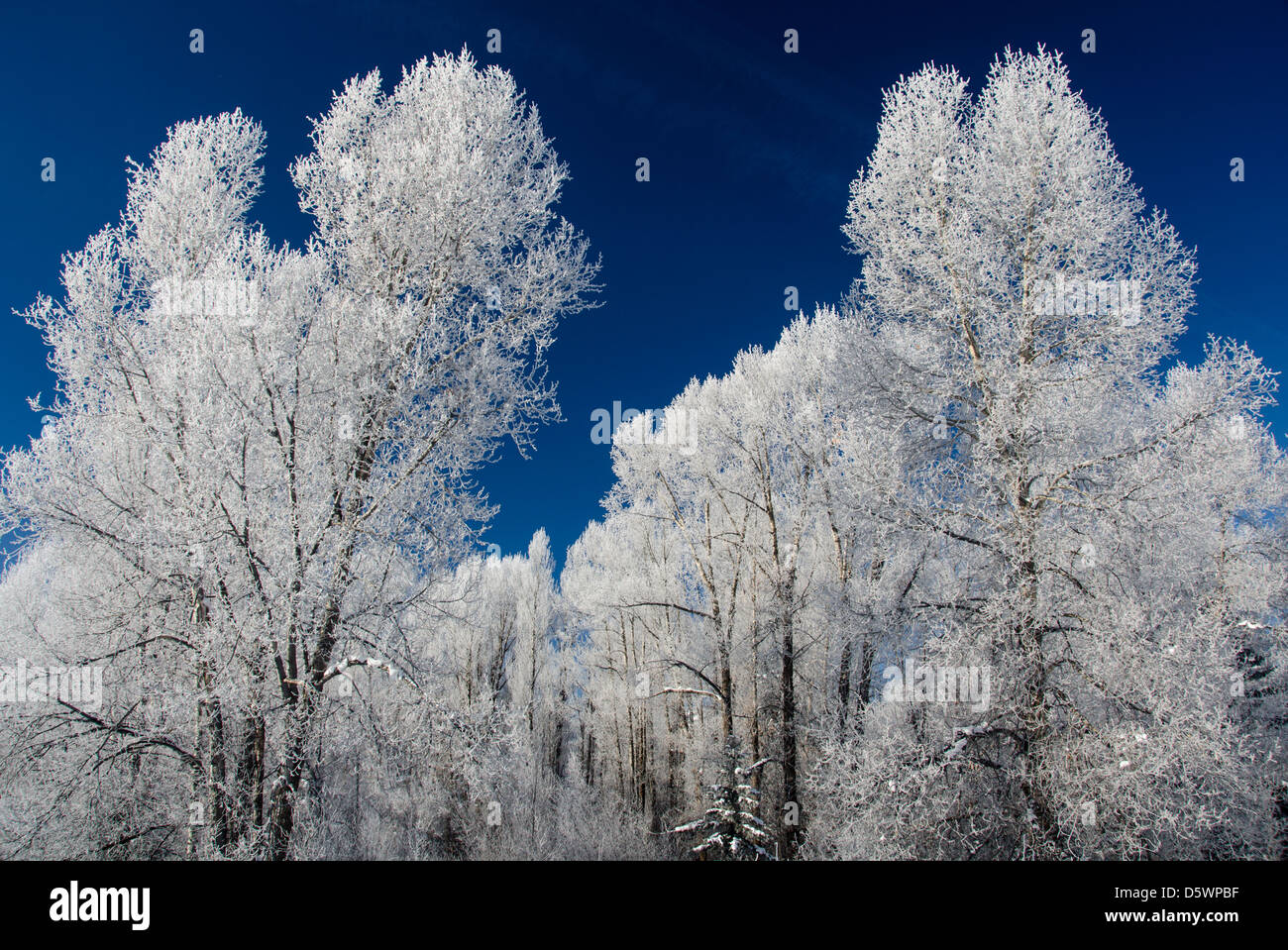 Frosty trees in winter Stock Photo