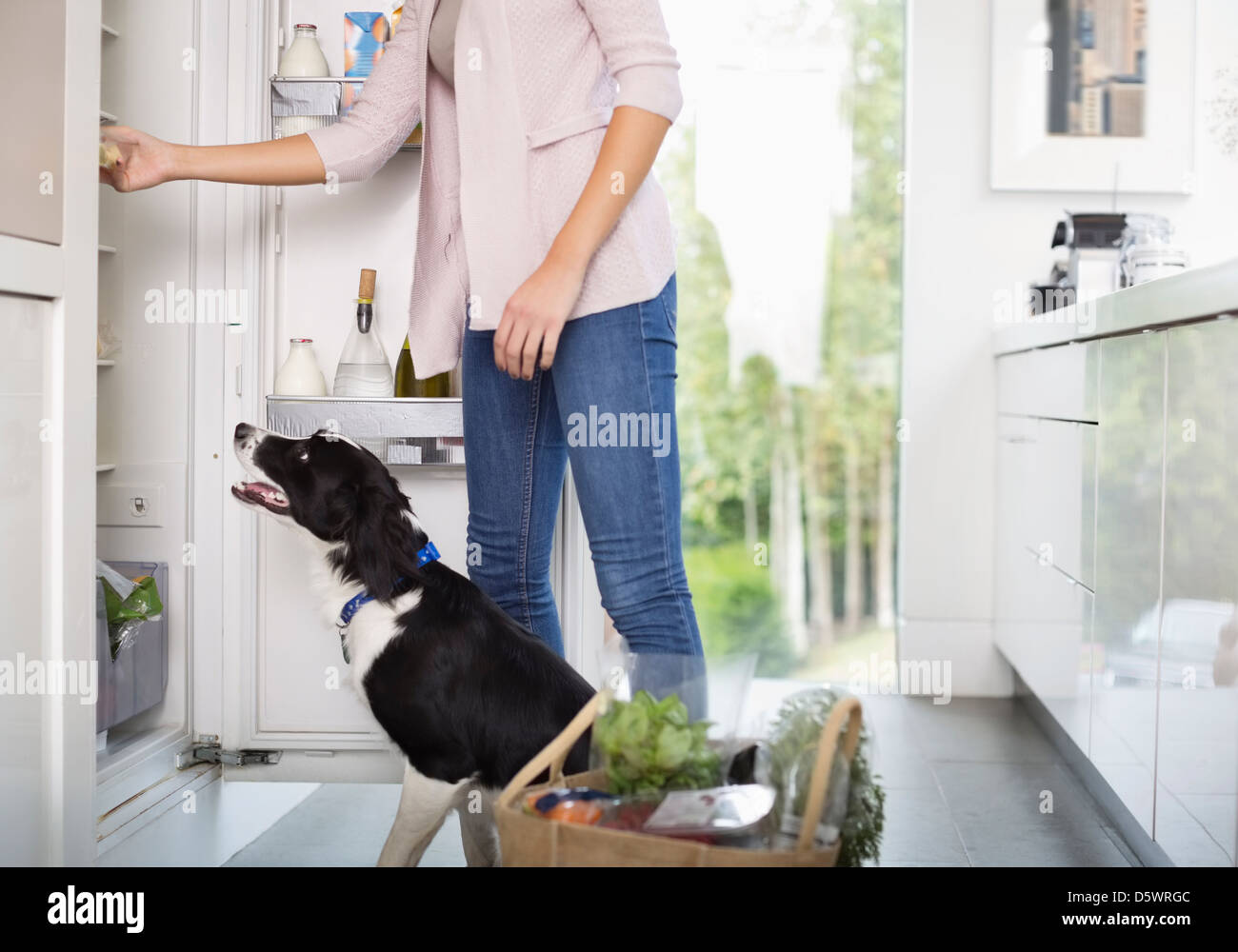 Dog begging for food at open fridge Stock Photo
