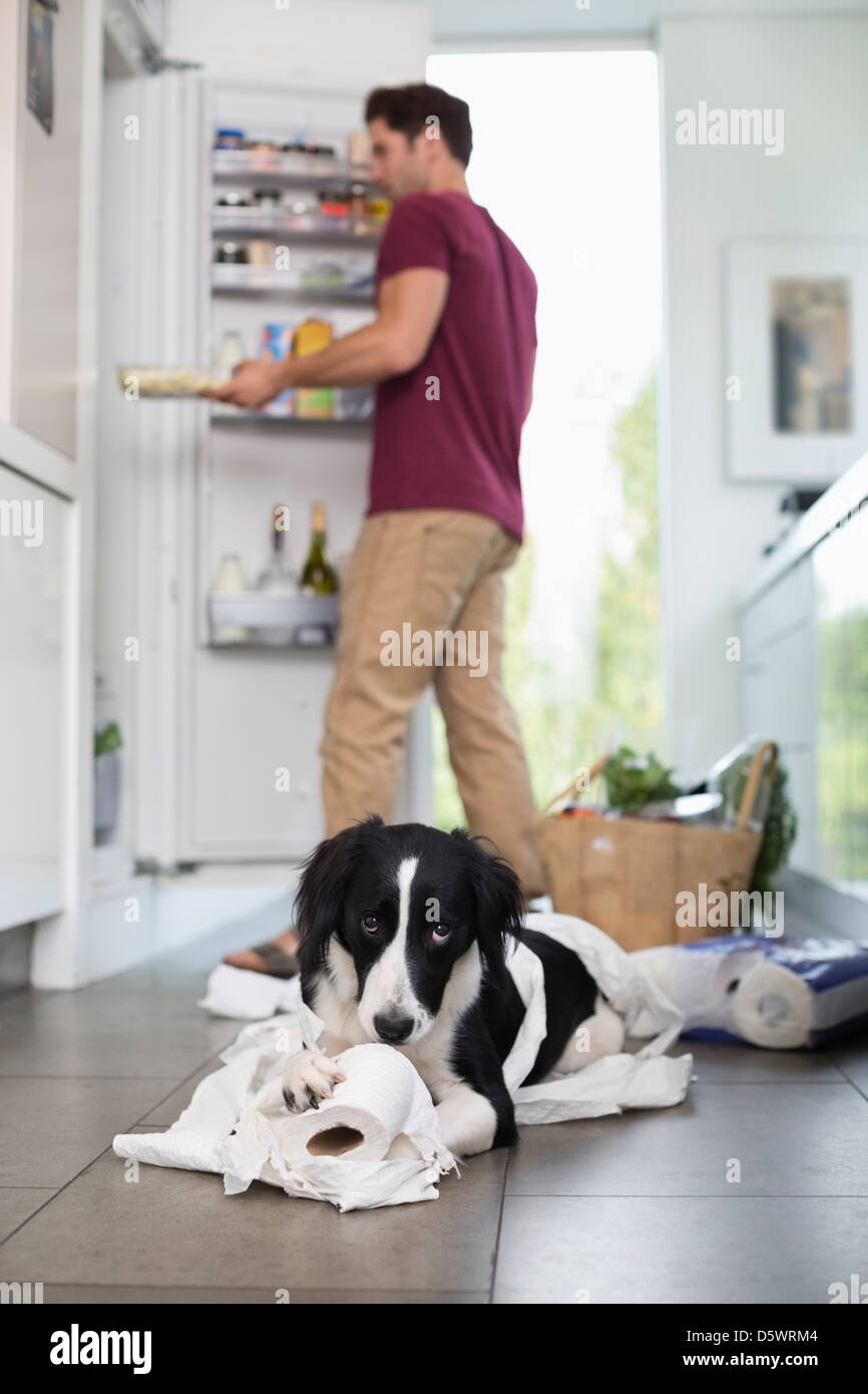 Dog chewing up toilet paper in kitchen Stock Photo Alamy