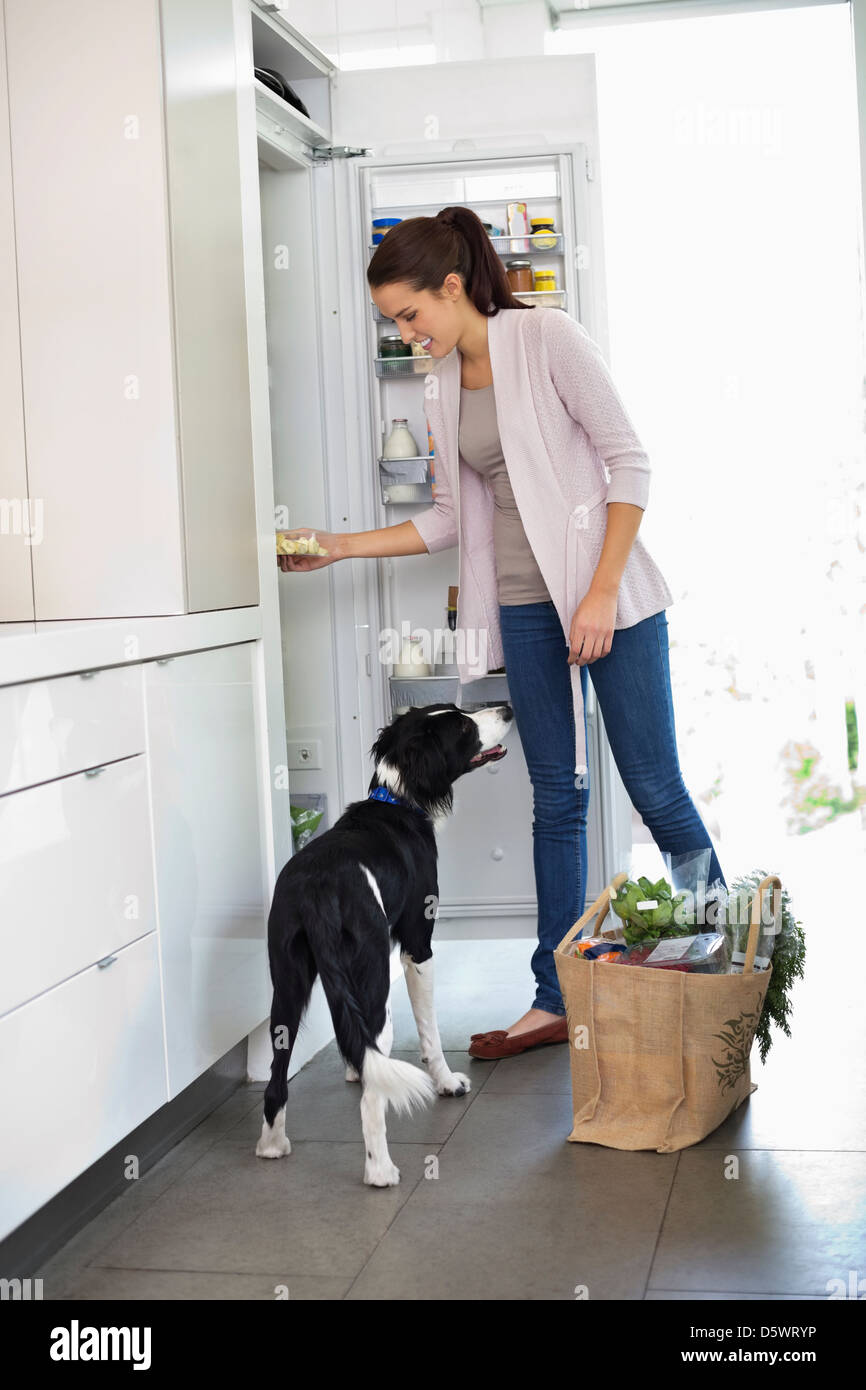 Dog begging at open fridge Stock Photo