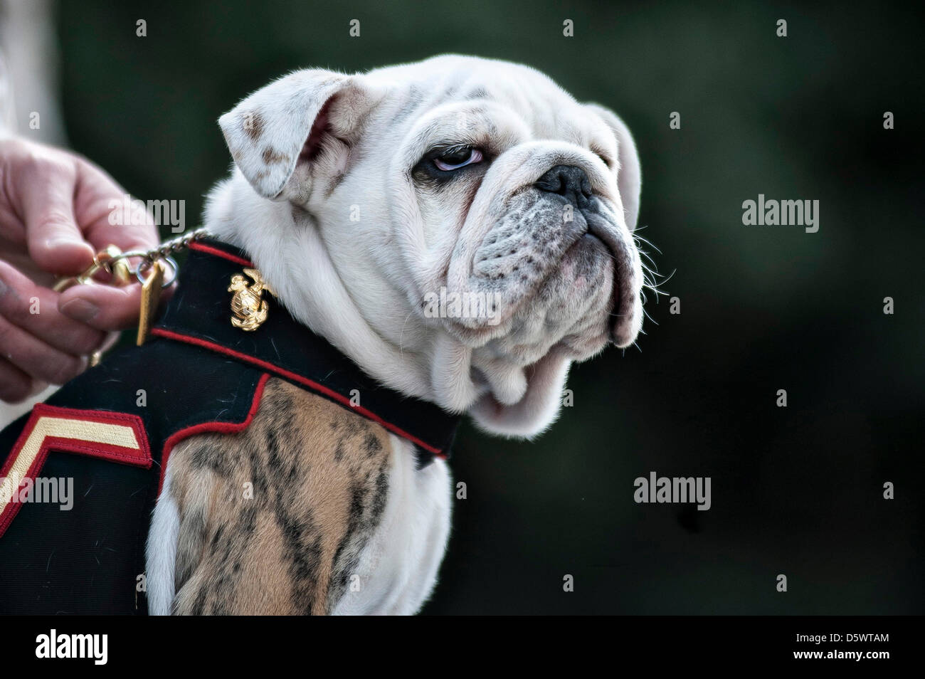 Pfc. Chesty XIV, official mascot of the Marine Corps in-training, at the conclusion of his eagle, globe and anchor emblem presentation ceremony at the Marine Barracks  in Washington, DC. The ceremony marked the conclusion of Chesty XIV's recruit training and basic indoctrination into the Corps. In the upcoming months, the young Marine will serve in a mascot-apprentice roll for the remainder of the summer working alongside his predecessor and mentor Sgt. Chesty XIII until the sergeant's retirement which is expected in late August. Stock Photo