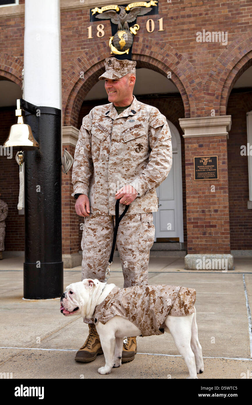 Sgt. Chesty XIII, official mascot of the Marine Corps, stands by Sgt. Maj. Micheal P. Barrett, sergeant major of the Marine Corps, during an eagle, globe and anchor emblem presentation ceremony for his successor Pfc. Chesty XIV at Marine Barracks  in Washington, DC. The ceremony marked the conclusion of Chesty XIV's recruit training and basic indoctrination into the Corps. In the upcoming months, the young Marine will serve in a mascot-apprentice roll for the remainder of the summer working alongside his predecessor and mentor Sgt. Chesty XIII until the sergeant's retirement in August. Stock Photo