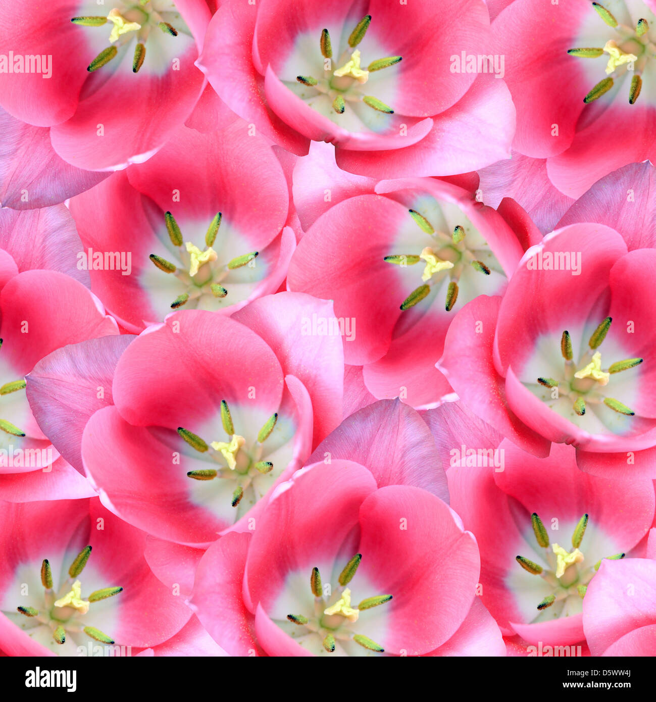 pink tulip greetings Stock Photo
