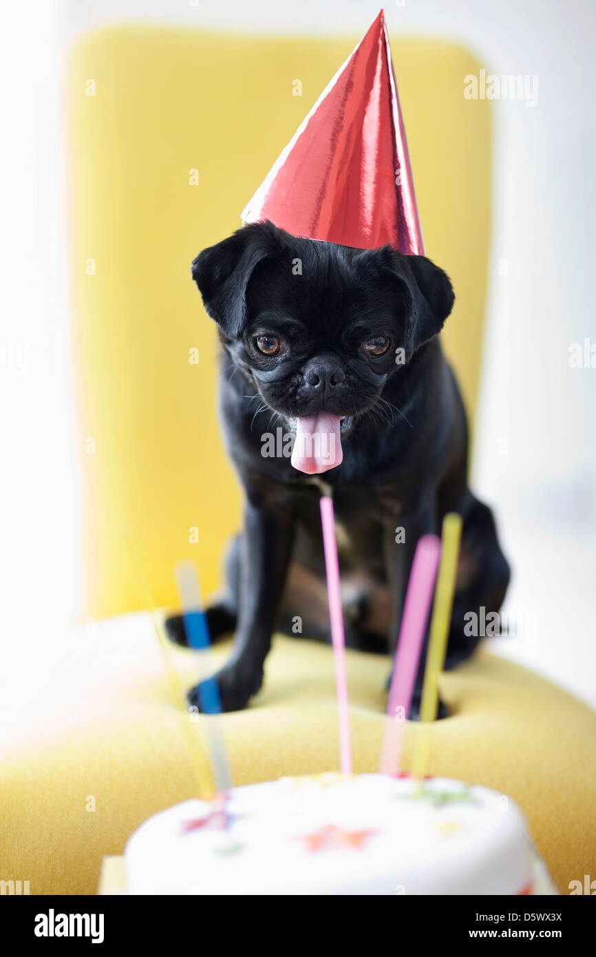 Dog in party hat examining birthday cake Stock Photo
