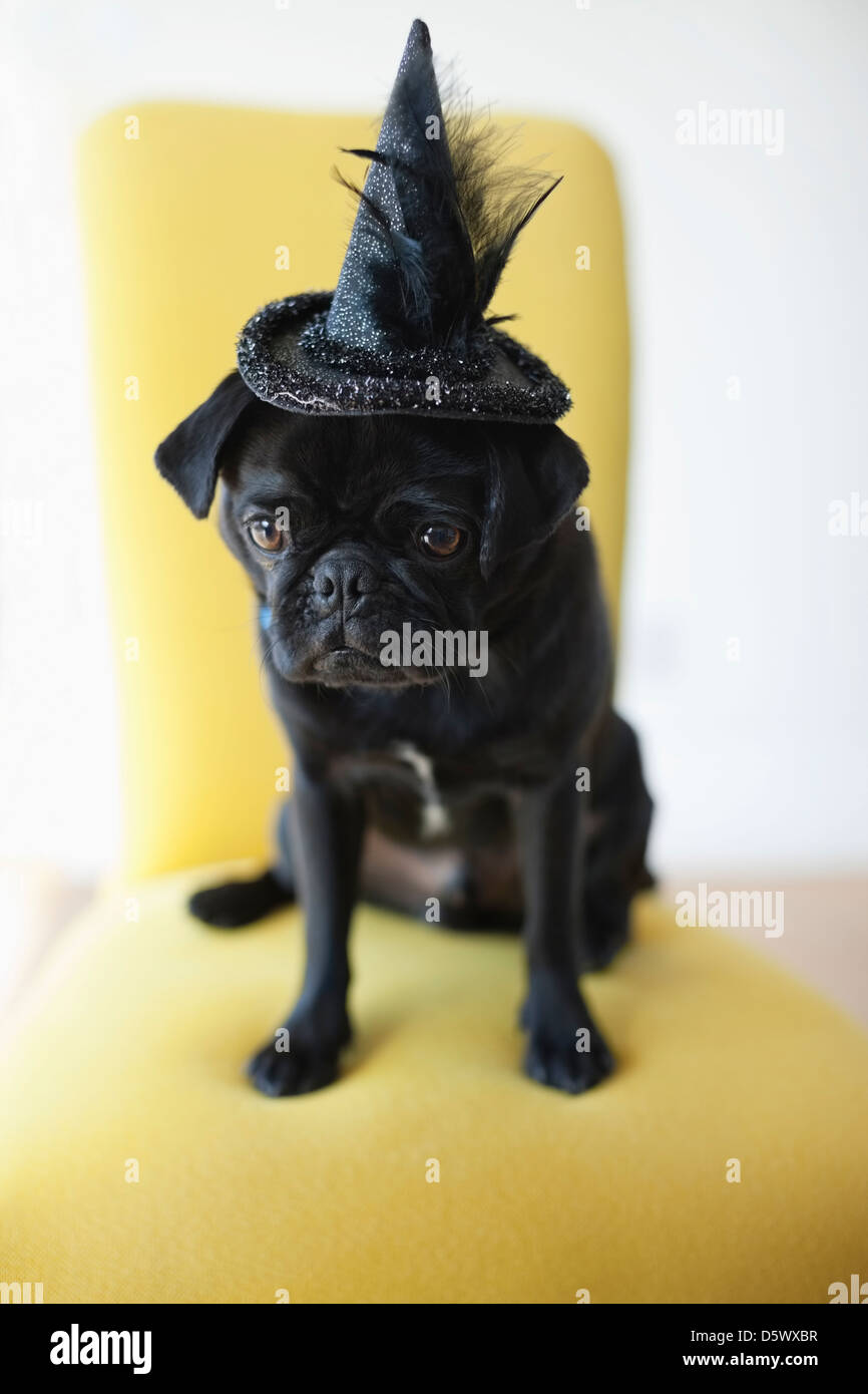 Dog wearing witch's hat in chair Stock Photo