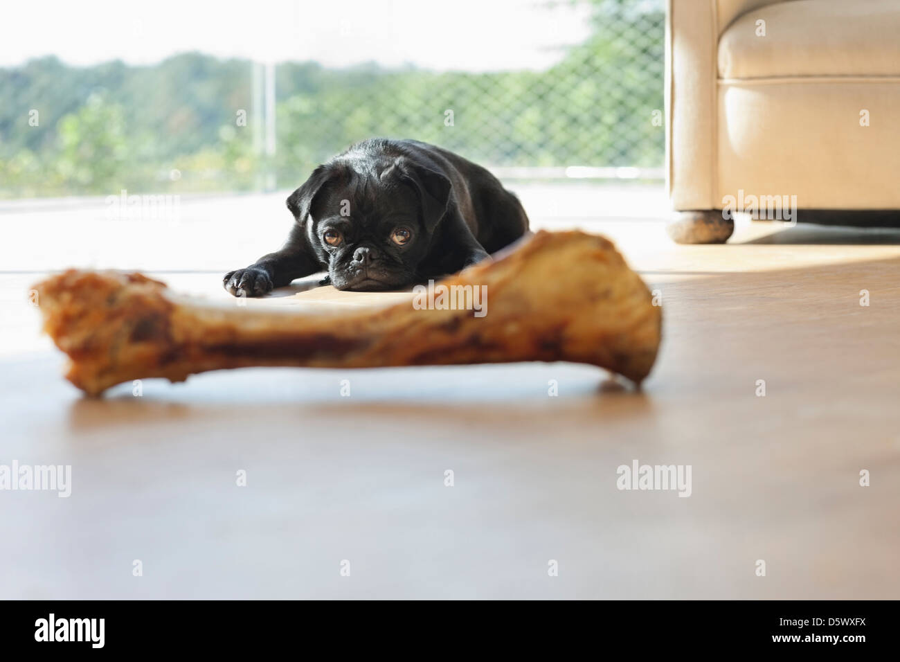 Dog resisting bone in living room Stock Photo