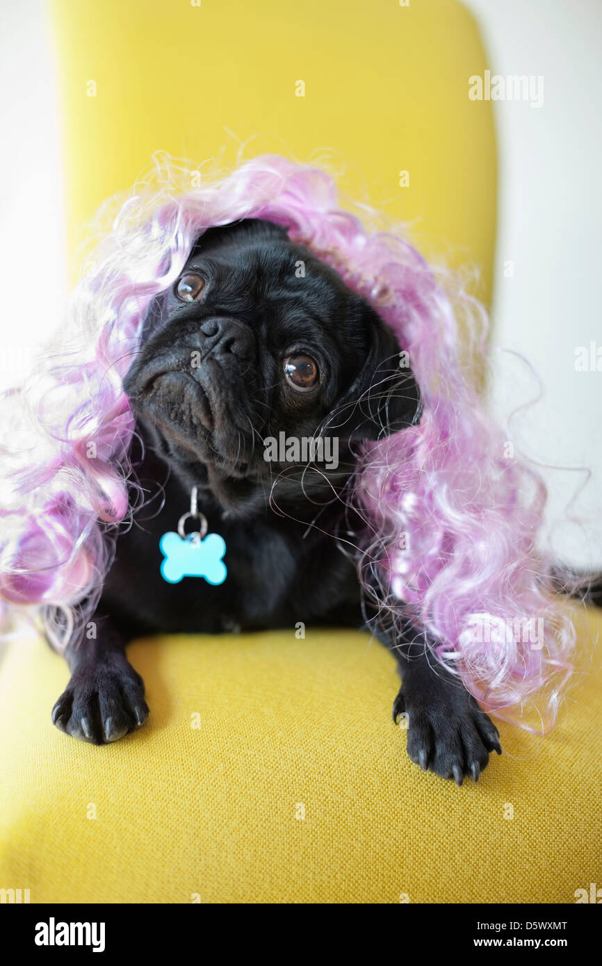 Dog wearing colorful wig in chair Stock Photo