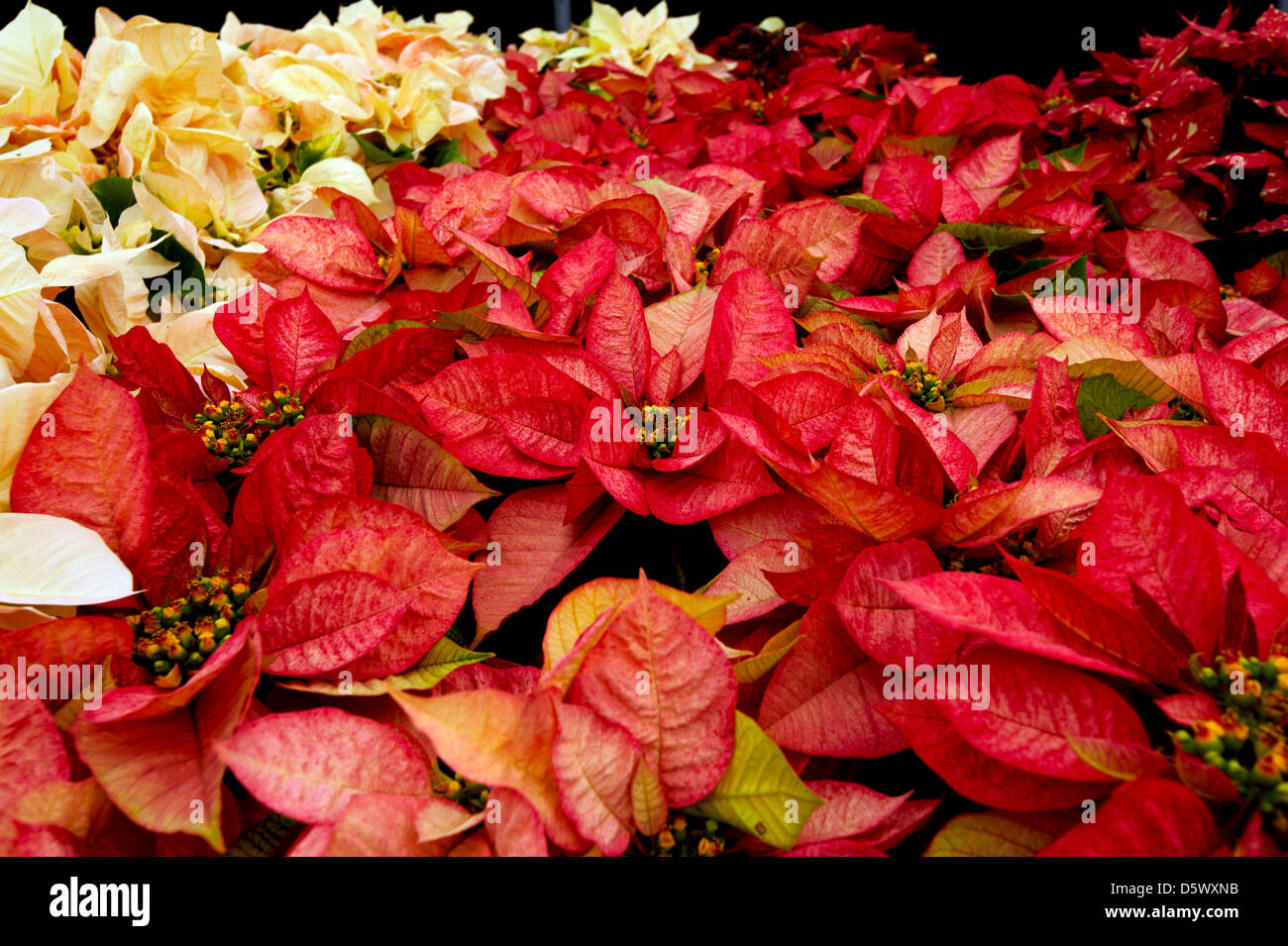 Poinsettias in a greenhouse at the flower fields in Carlsbad Stock Photo