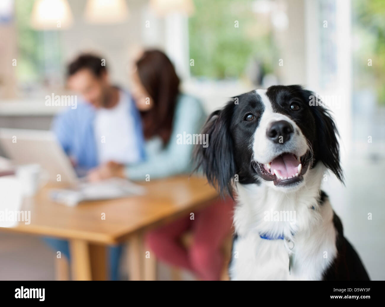 Dog panting in kitchen Stock Photo