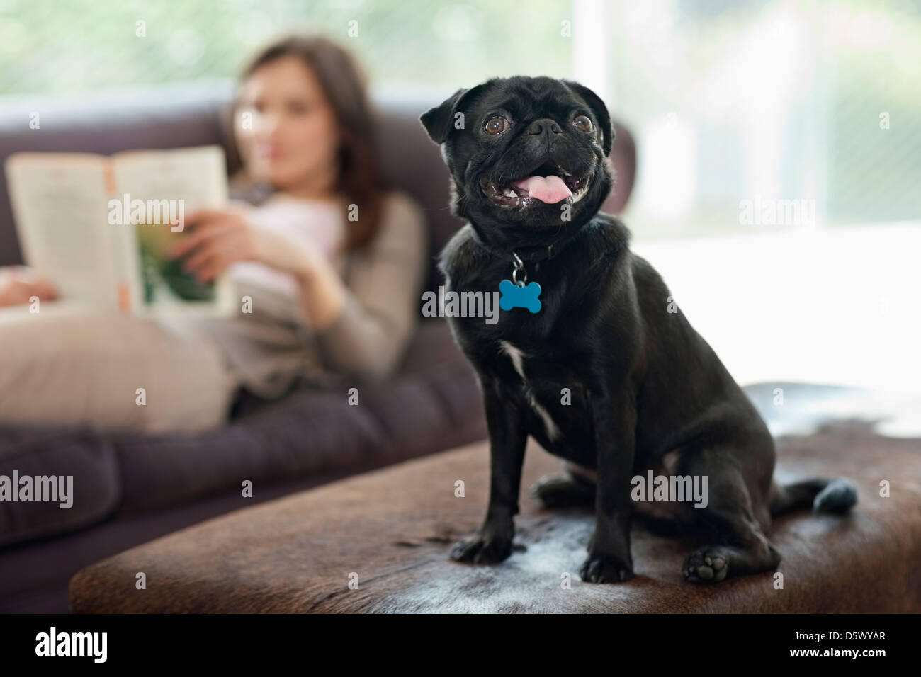 Panting dog sitting on ottoman Stock Photo