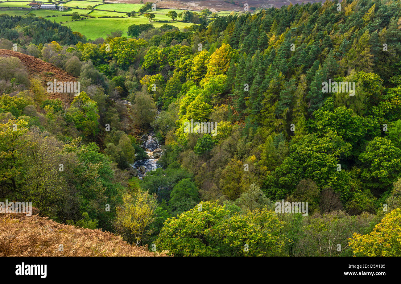 West Beck deep in the valley surround by the rich autumn colours of surrounding woodland in the North York Moors, Goathland. Stock Photo