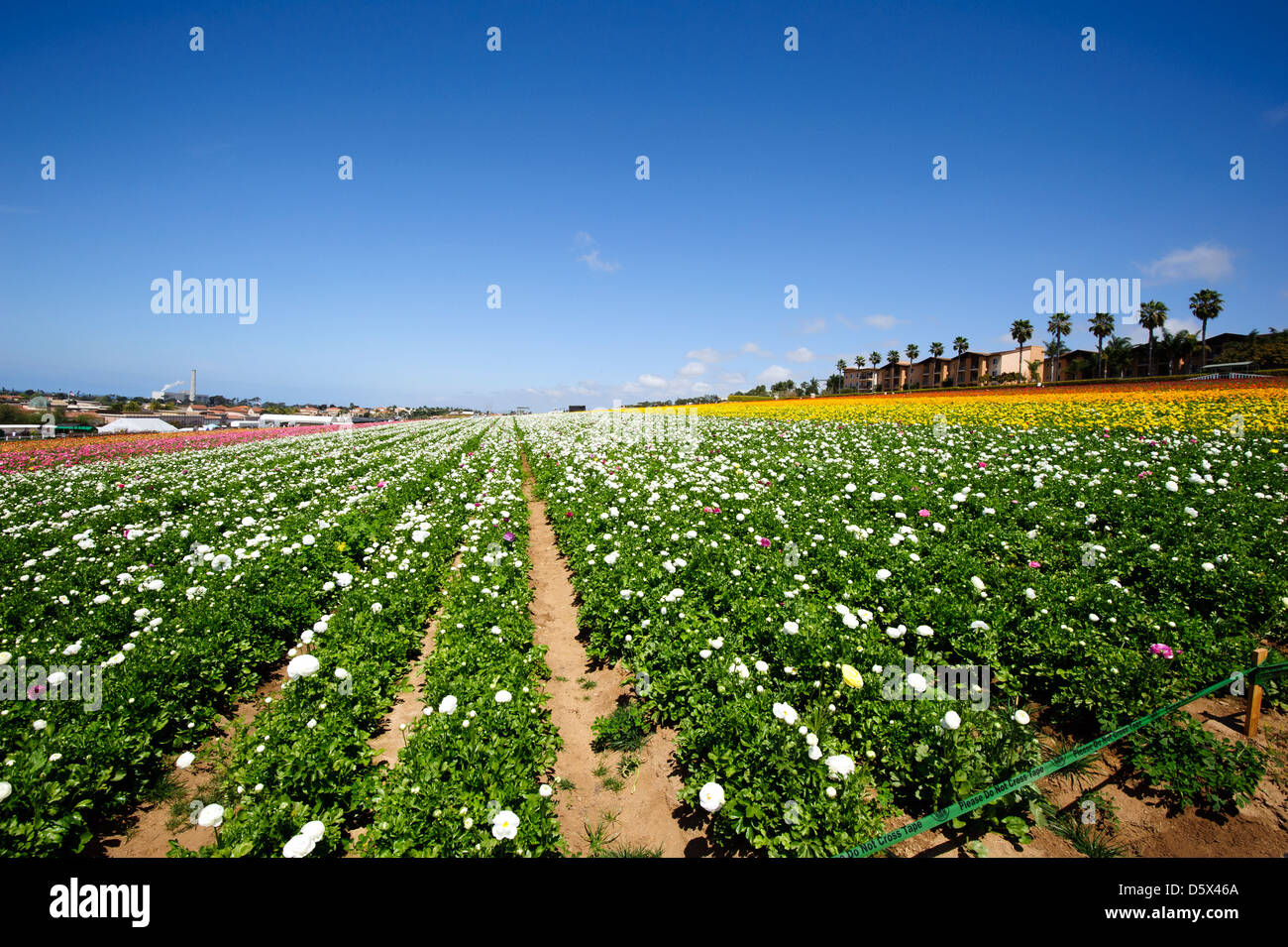 Flower field carlsbad hi-res stock photography and images - Alamy