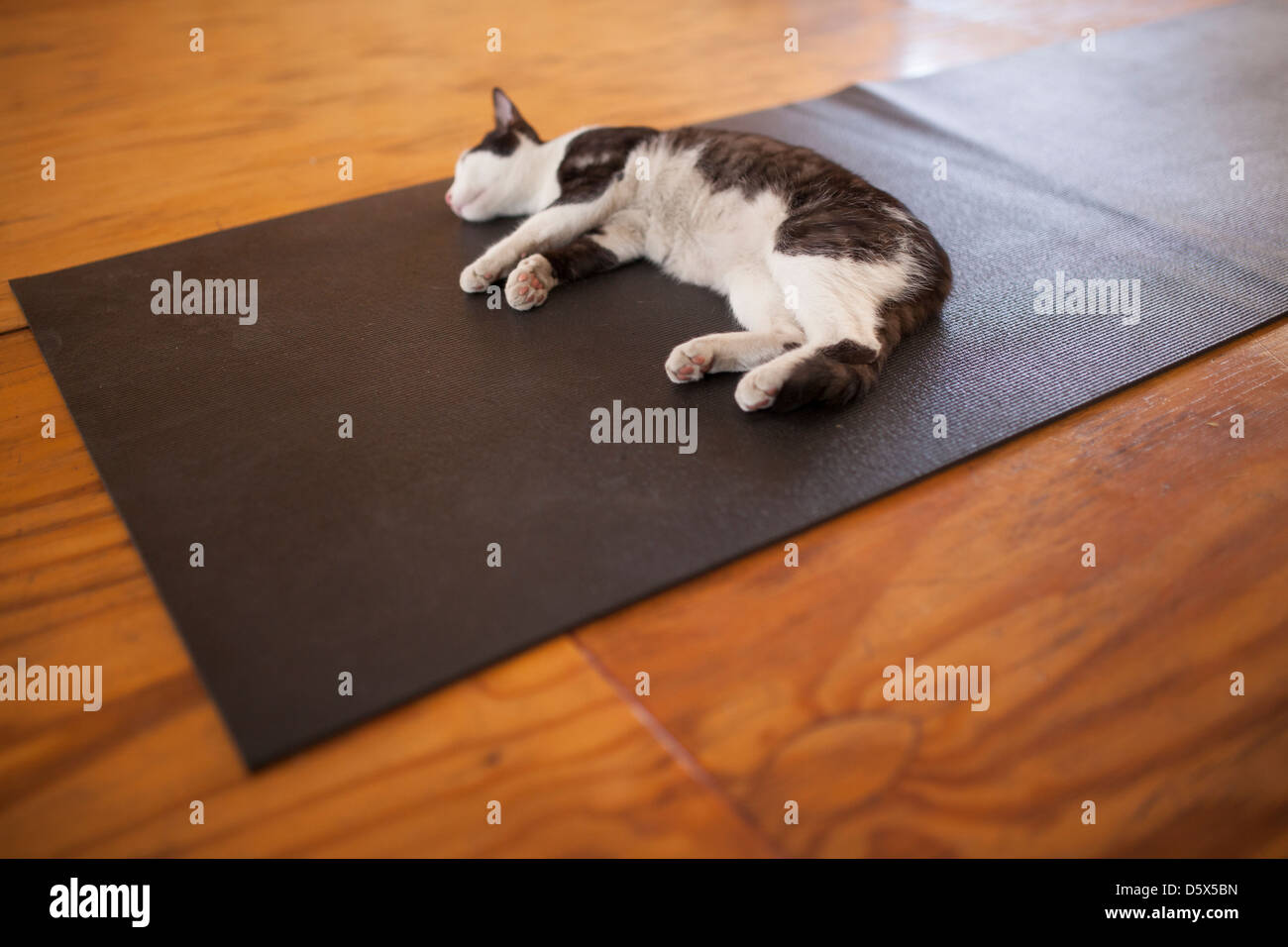 Cat on a yoga mat hi-res stock photography and images - Alamy