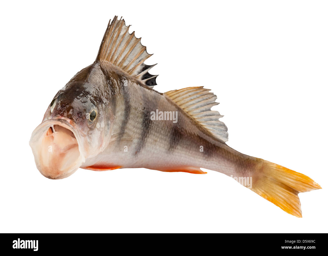 perch isolated on white background. Clipping Path Stock Photo