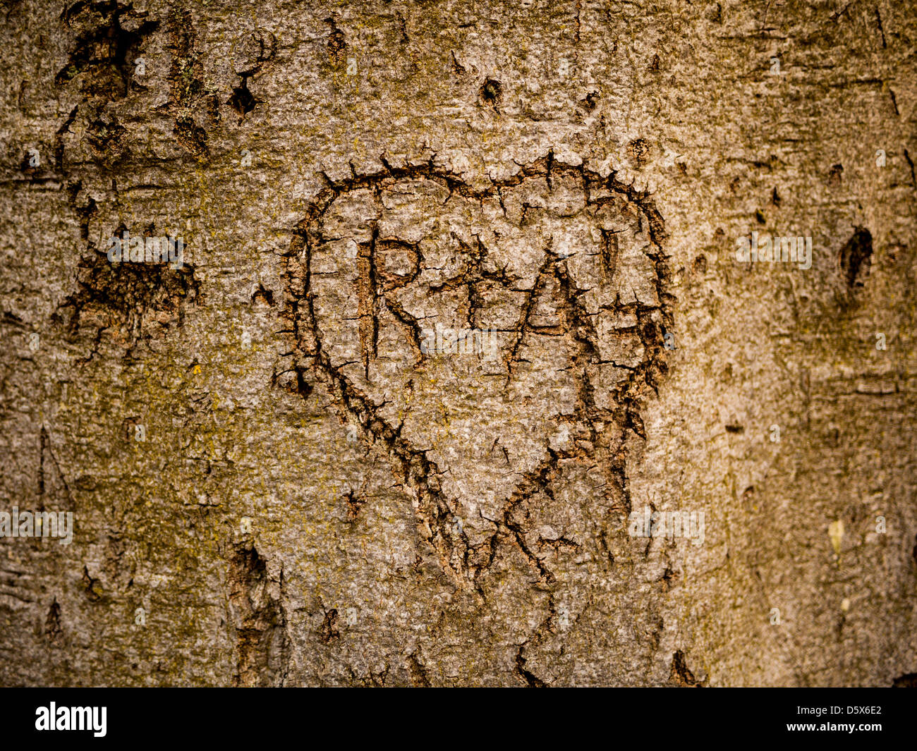 Heart carved into bark on a mature beech tree, containing the letters R + A Stock Photo