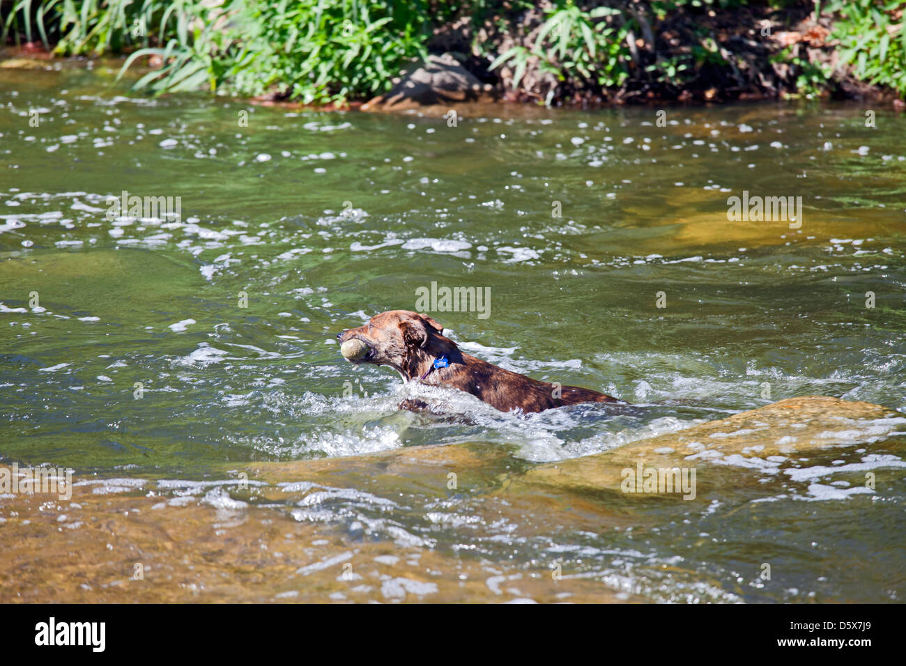 Dog in Los Angeles River at Glendale Narrows, Atwater, Los Angeles