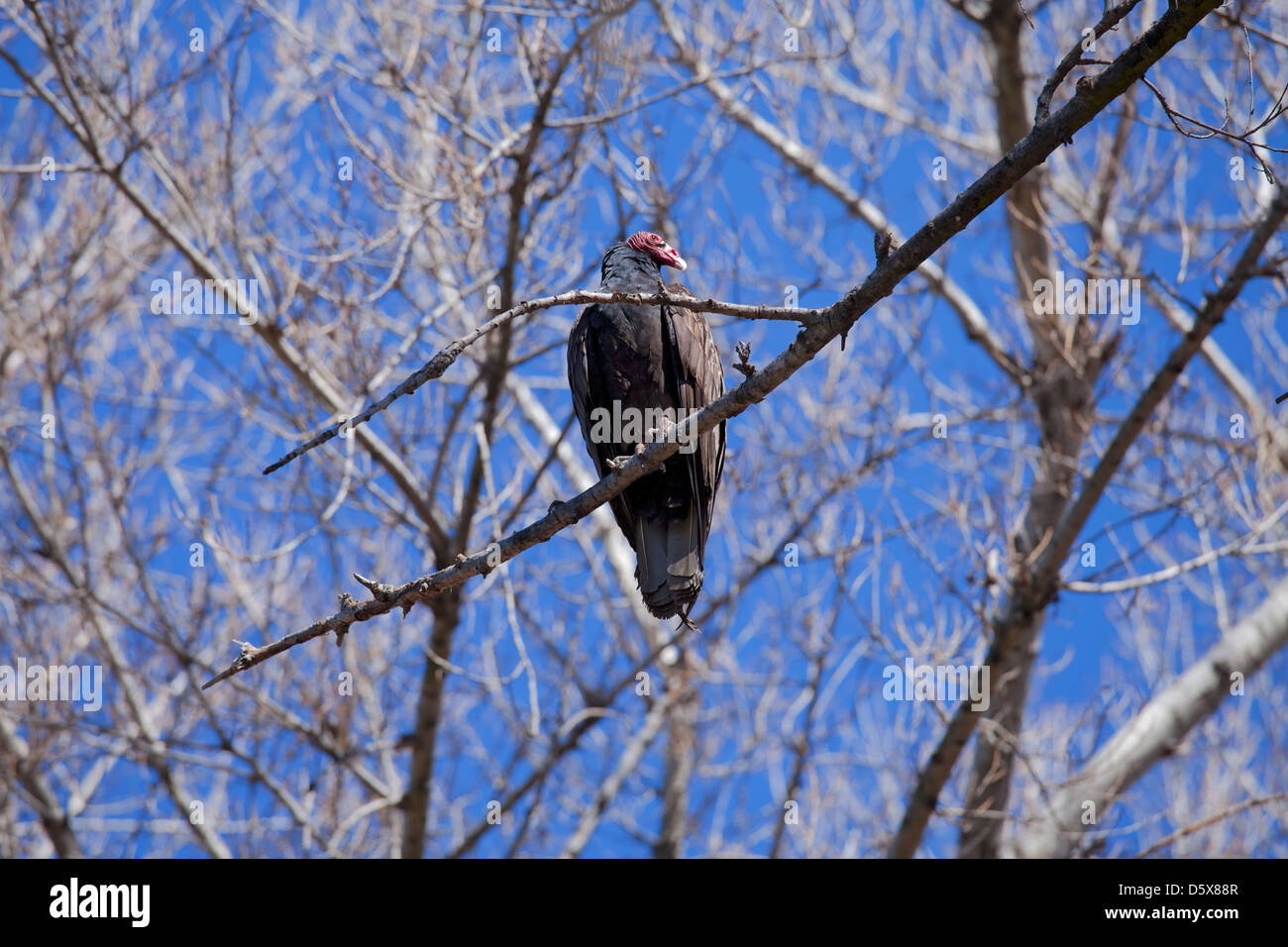 Turkey vulture bird stock photos High Resolution Stock Photography and