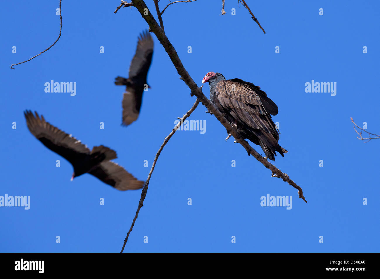 Turkey Vultures, Sepulveda Basin Wildlife Reserve, San Fernando Valley