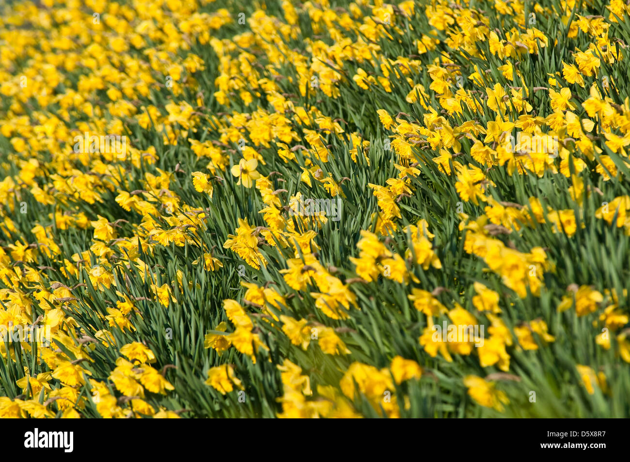 Daffodils Stock Photo