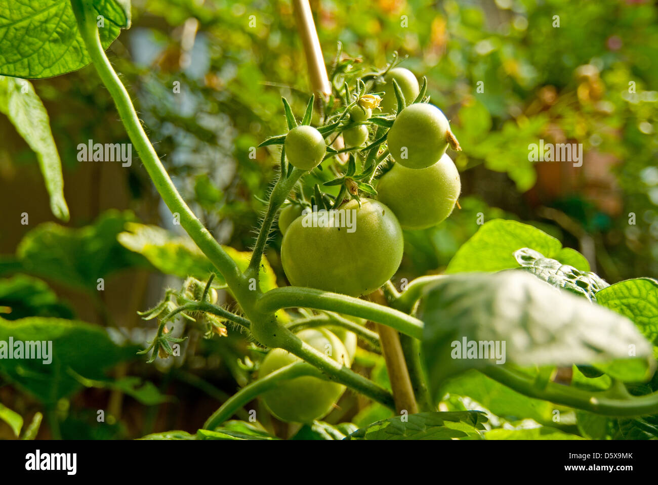 Fried Green Tomatoes Stock Photo