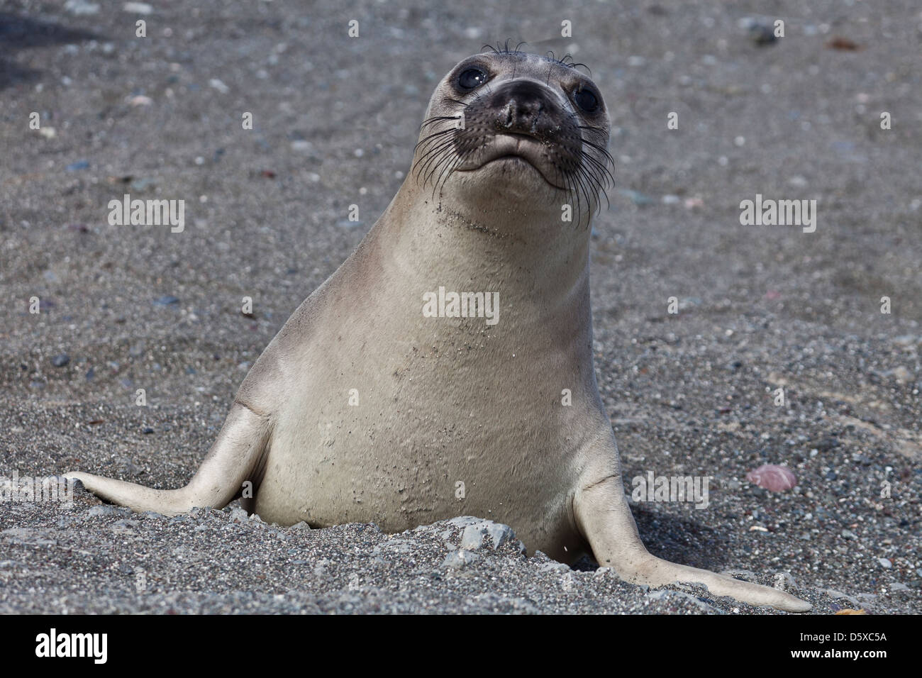 An alert weaner Northern Elephant Seal, Mirounga angustirostris,  on Isla Benito del Oeste, Baja California, Mexico. Stock Photo