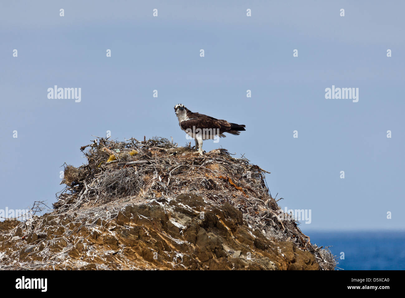 An Osprey, Pandion haliaetus, lands on its nest stacked high on a beach on Isla San Benito Oueste, off Baja California, Mexico. Stock Photo