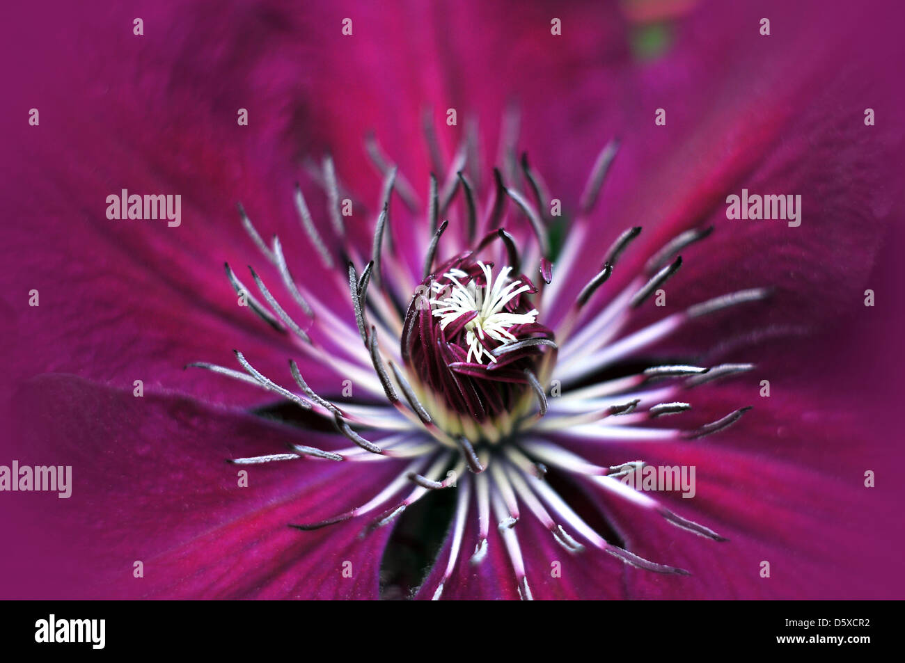 Clematis Stock Photo