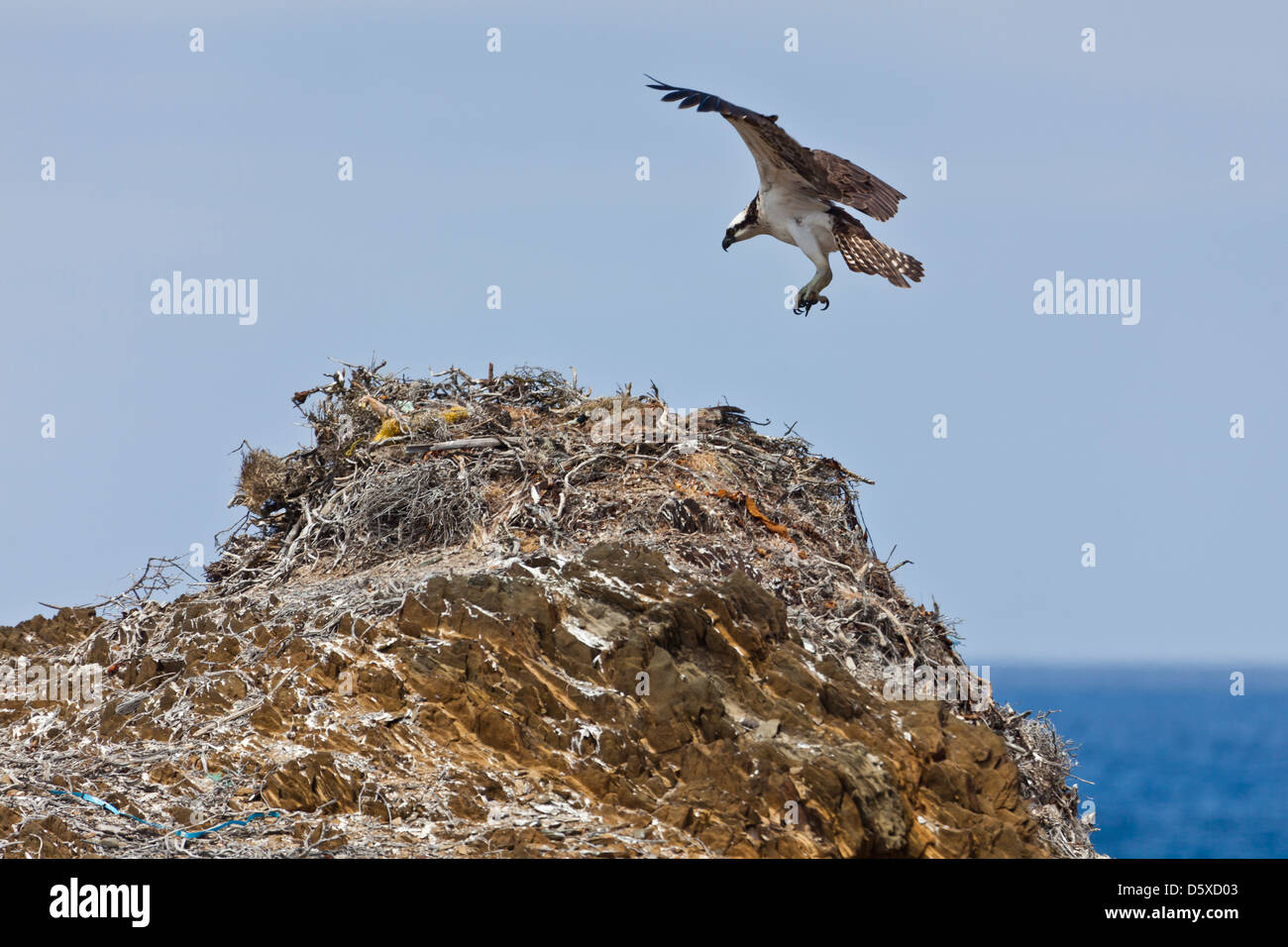 An Osprey, Pandion haliaetus, lands on its nest stacked high on a beach on Isla San Benito Oueste, off Baja California, Mexico. Stock Photo