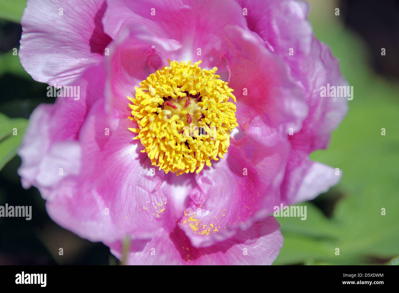 Peony Stock Photo