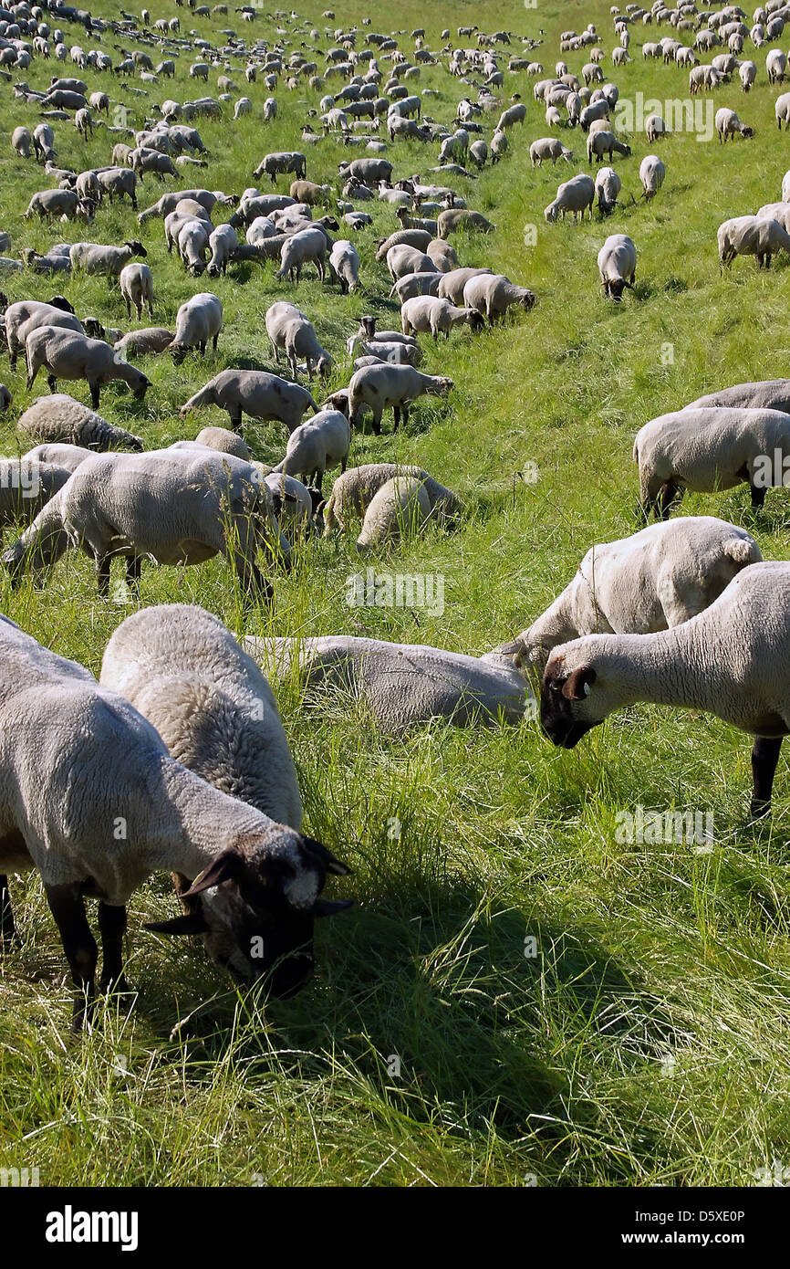 Flock of sheep Stock Photo Alamy
