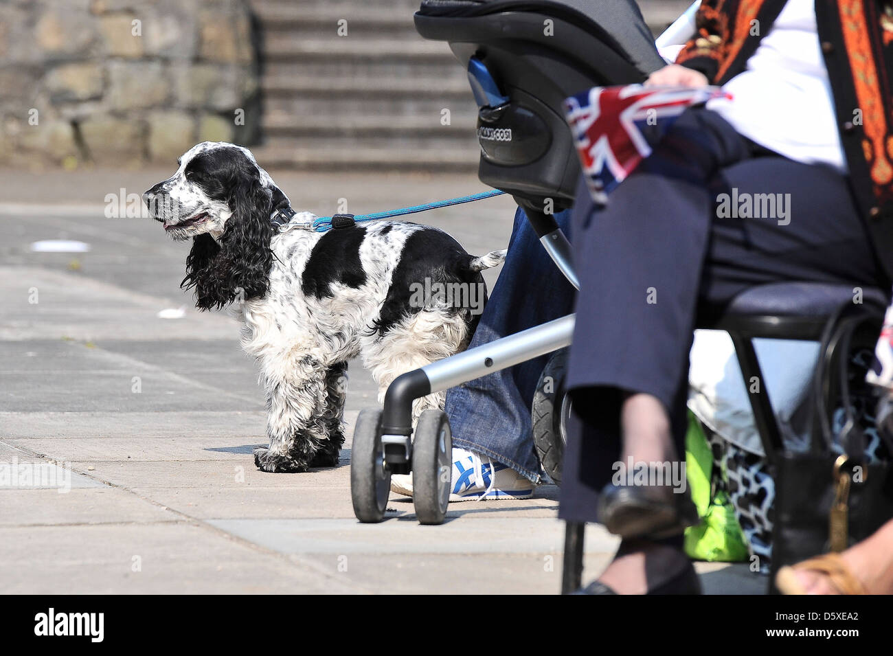 A dog the Belfast street party The Wedding of Prince William and