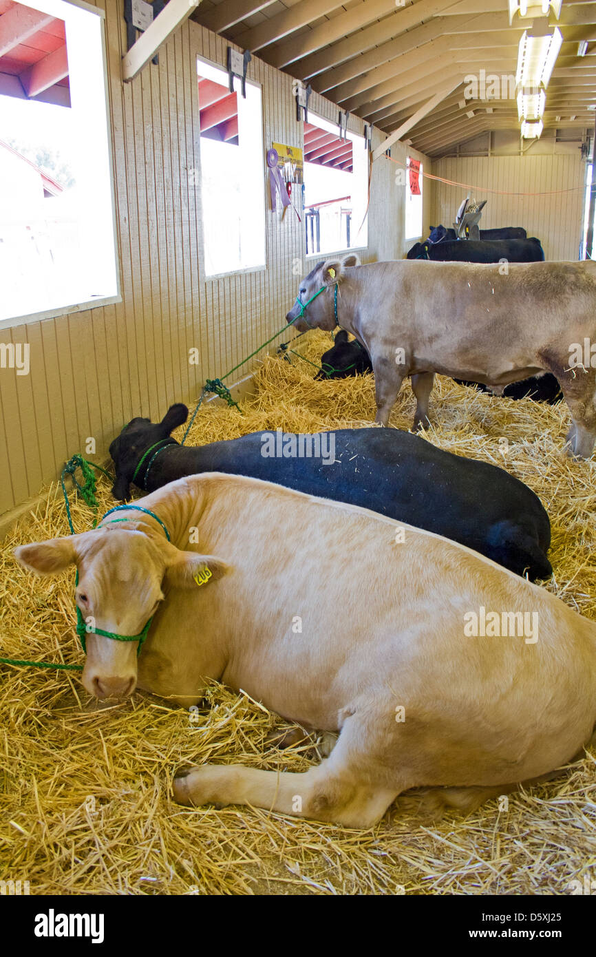 Livestock auction usa hires stock photography and images Alamy