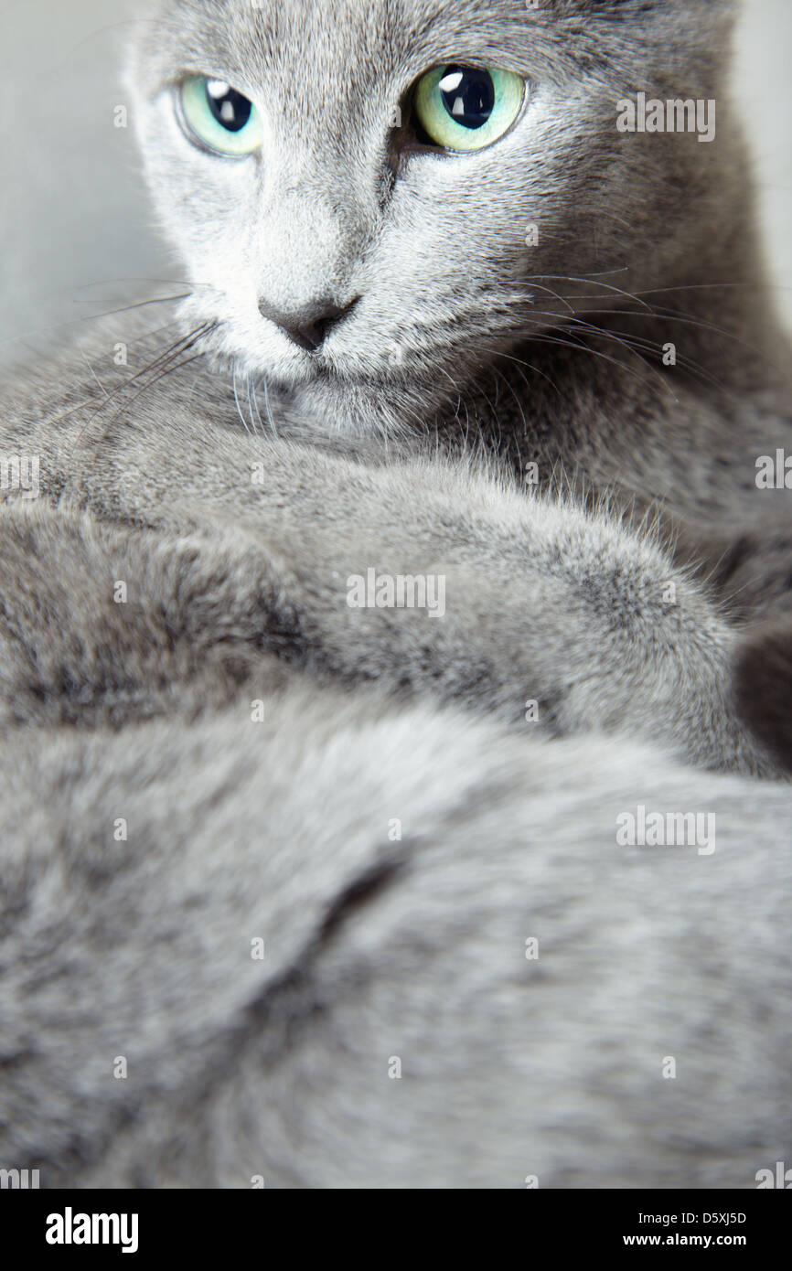 Russian blue cat Stock Photo Alamy