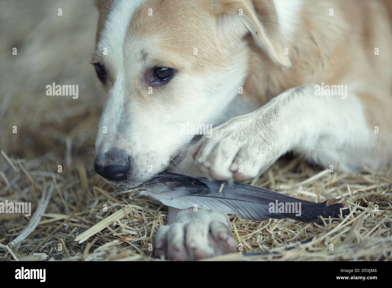 Will A Dog Eat A Bird
