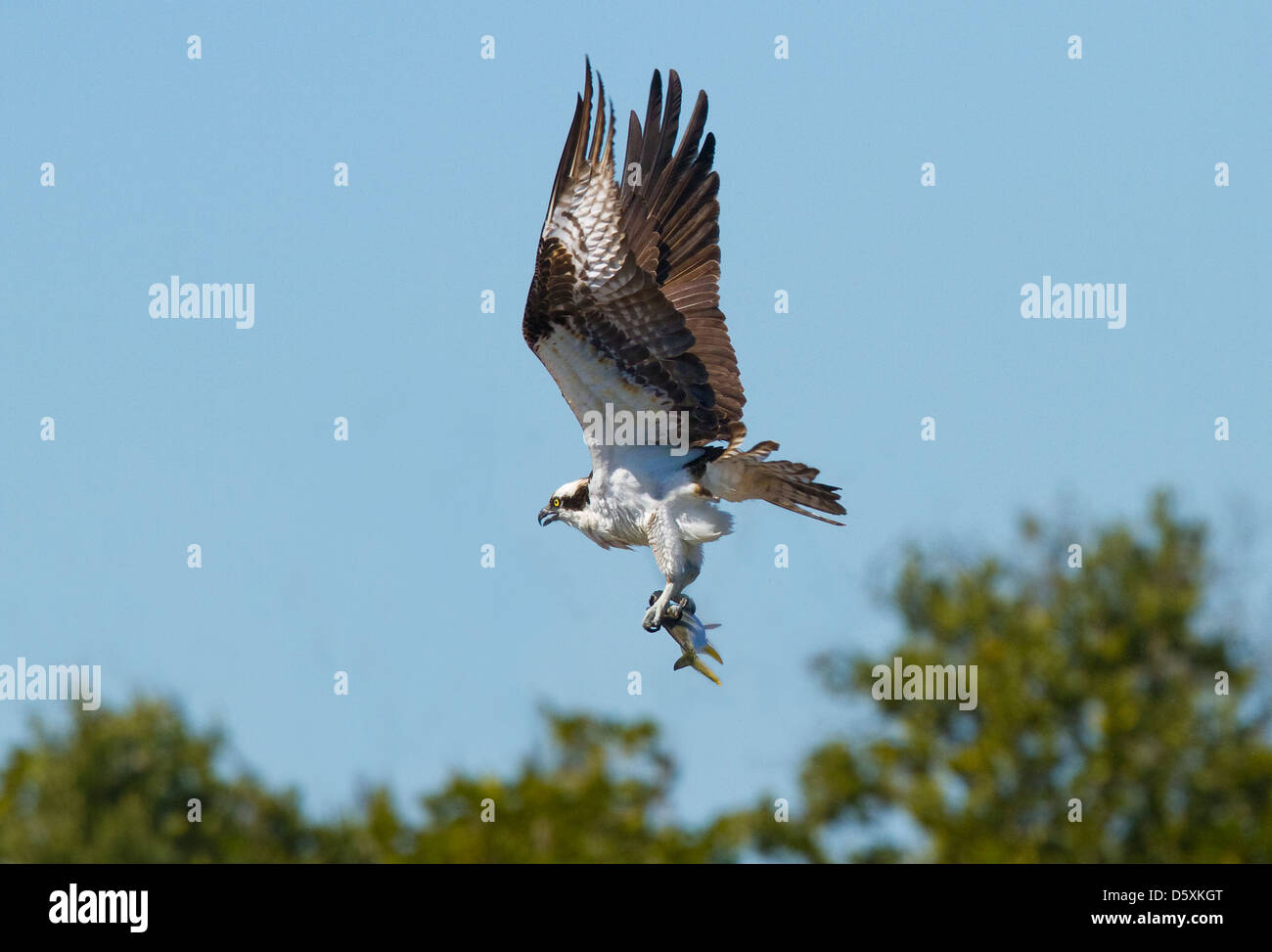 OSPREY (Pandion haliaetus) in flight with fish, J. N. Ding Darling National Wildlife Refuge, Sanibel Island, Florida, USA. Stock Photo