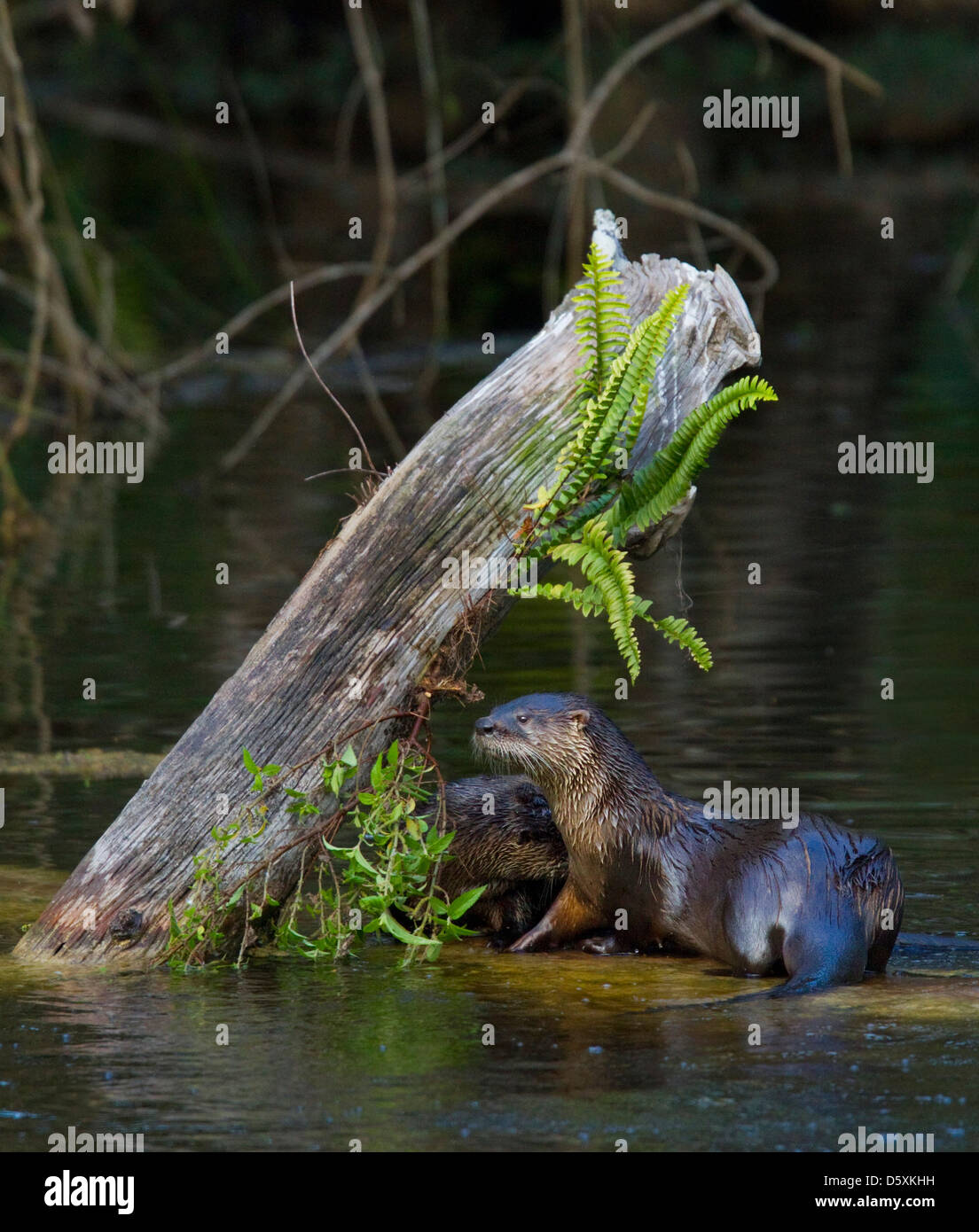 NORTH AMERICAN RIVER OTTERS (Lontra canadensis) Six Mile Cypress Slough Preserve, Fort Myers, Florida, USA. January Stock Photo