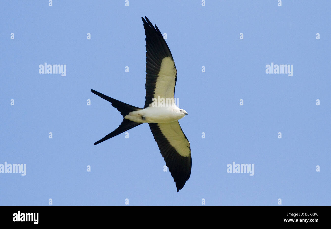 SWALLOWTAILED KITE (Elanoides forficatus) in flight, Fort Myers