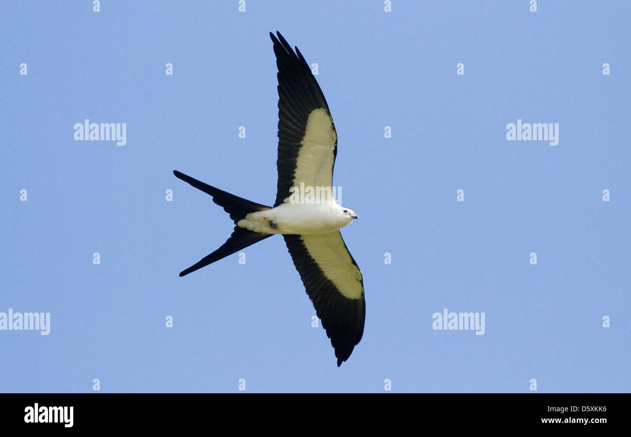 SWALLOW-TAILED KITE (Elanoides forficatus) in flight, Fort Myers, Florida, USA. Stock Photo