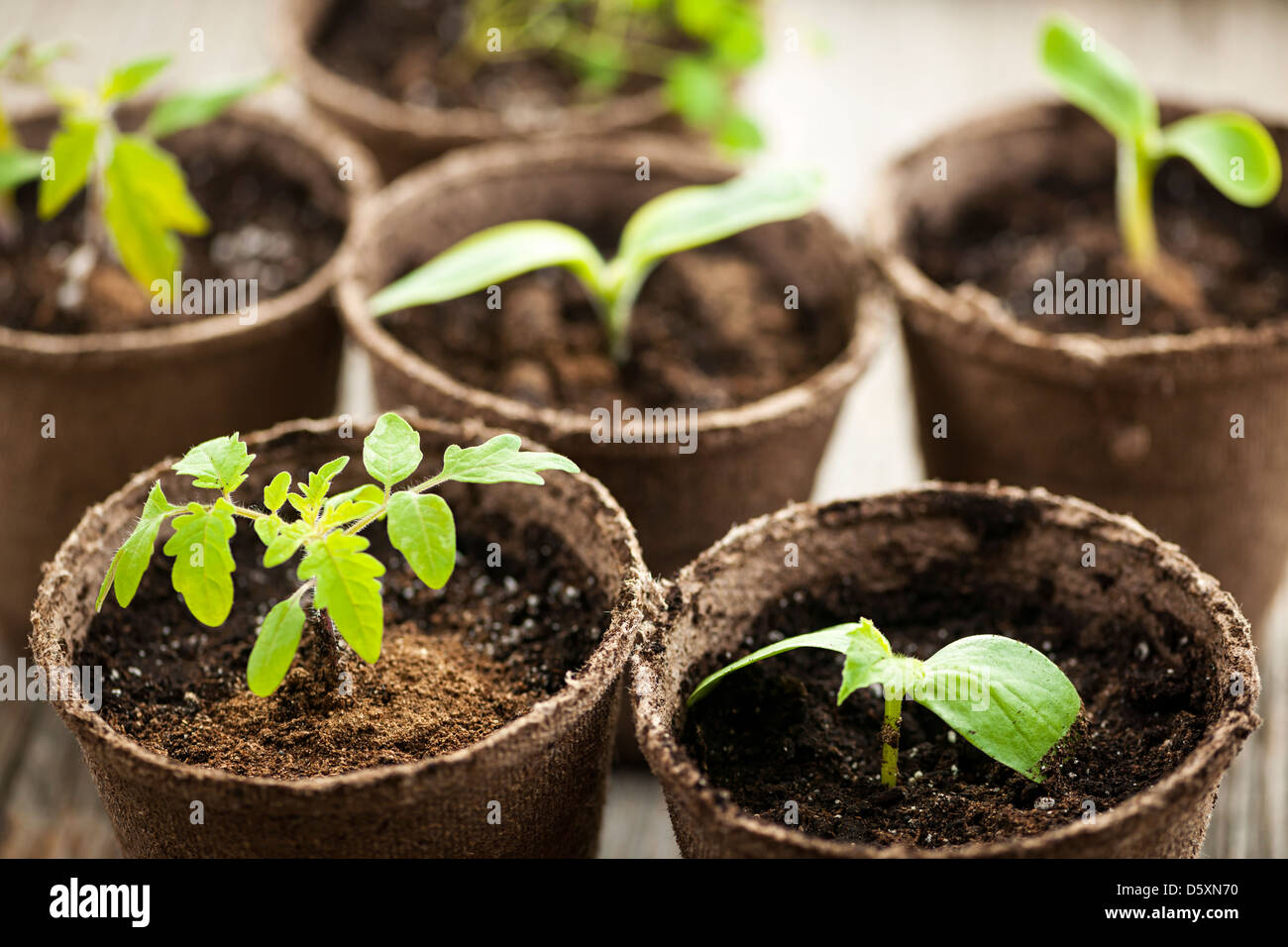 Potted seedlings growing in biodegradable peat moss pots Stock Photo
