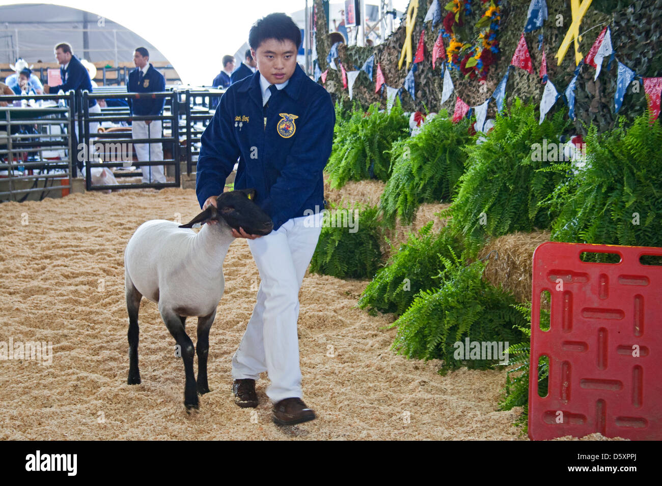 Livestock Auction Usa High Resolution Stock Photography and Images Alamy