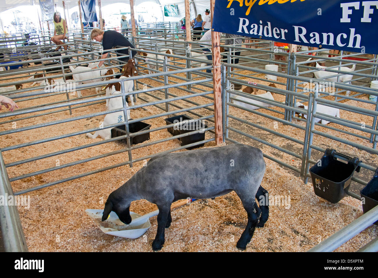 Livestock auction usa hires stock photography and images Alamy