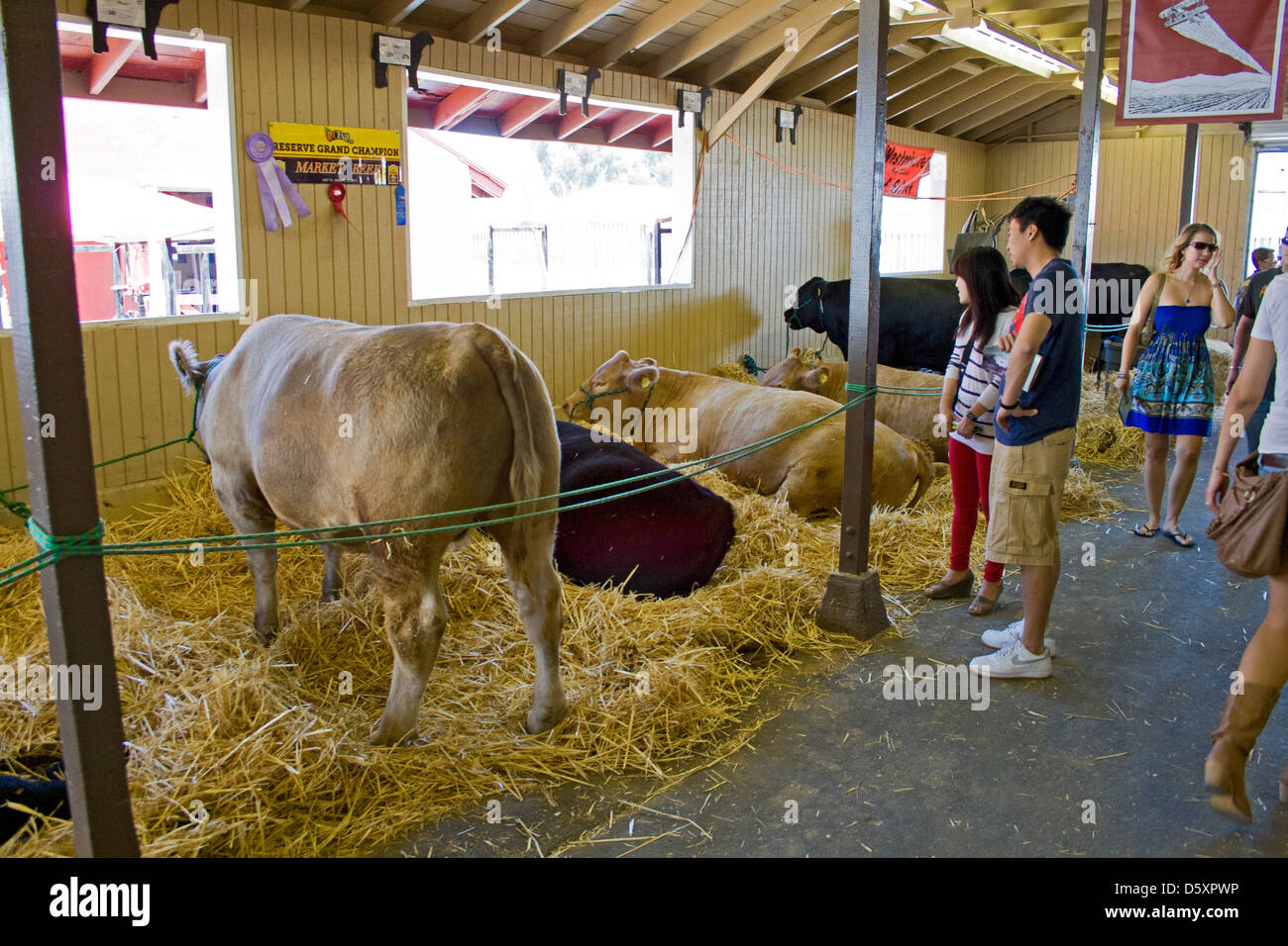 Livestock auction usa hires stock photography and images Alamy