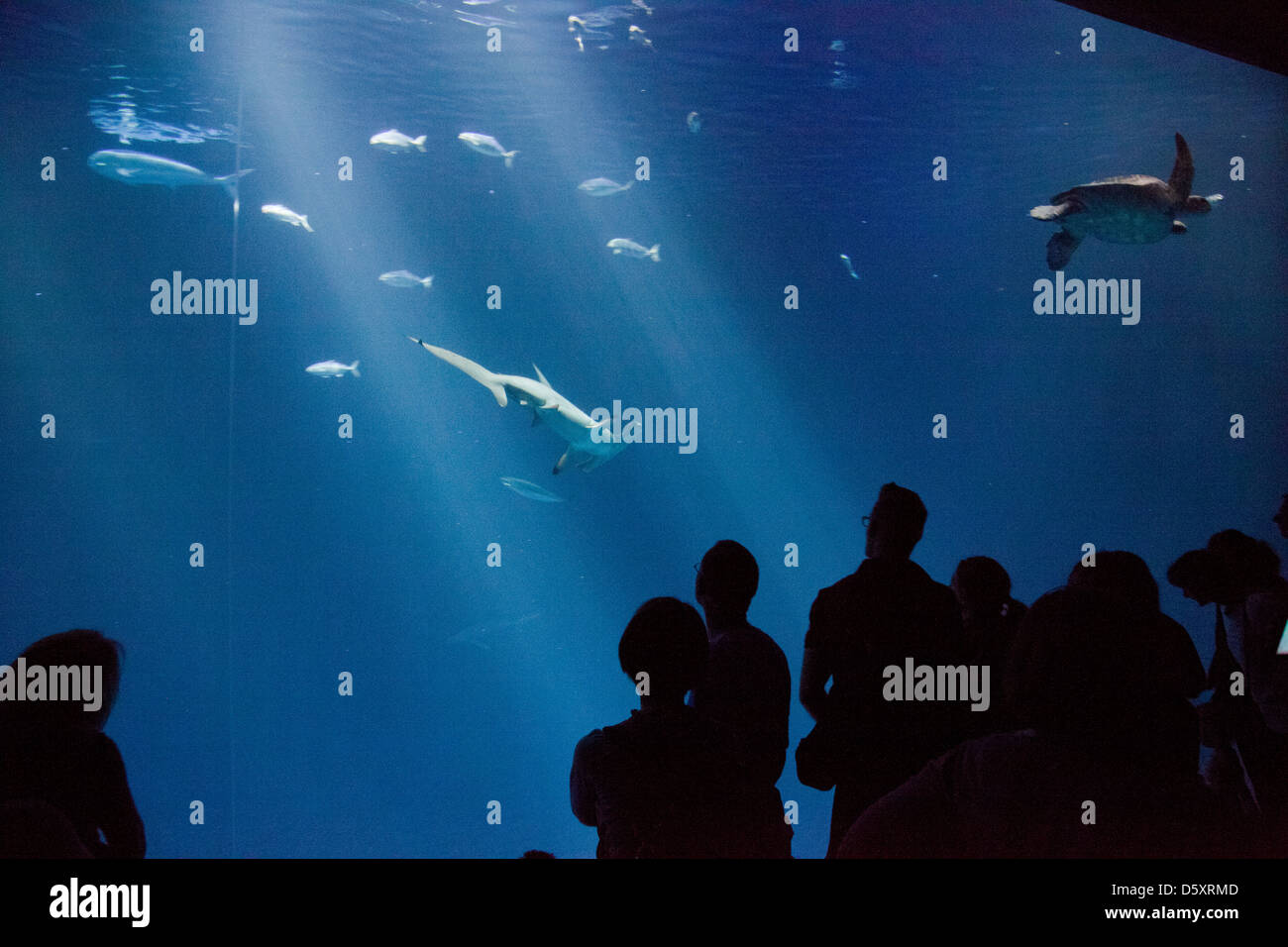 Monterey Bay Aquarium, Monterey, California, USA Stock Photo Alamy