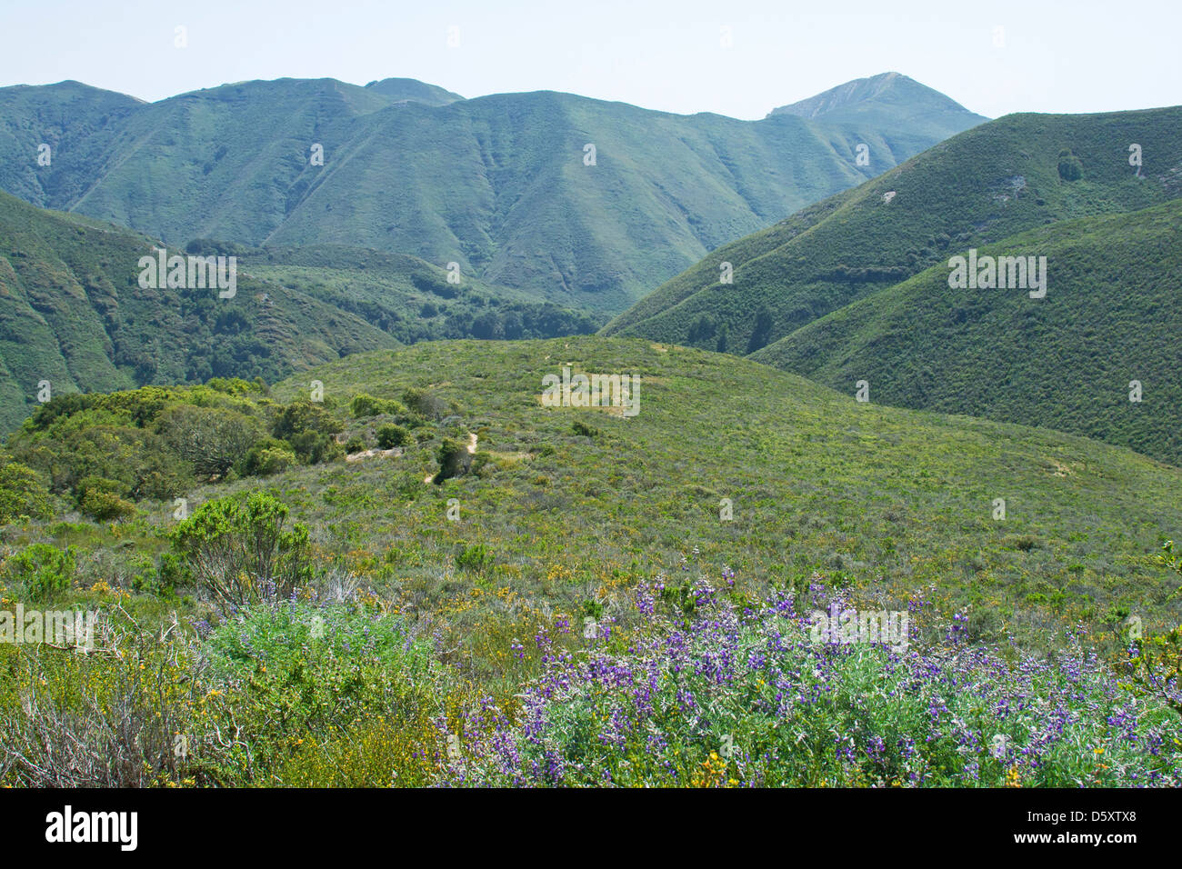 Montaña de Oro State Park, San Luis Obispo County, California, USA Stock Photo