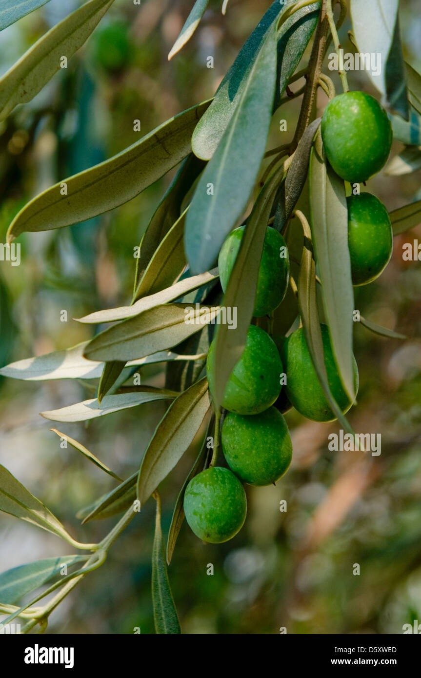 olive tree branch Stock Photo Alamy