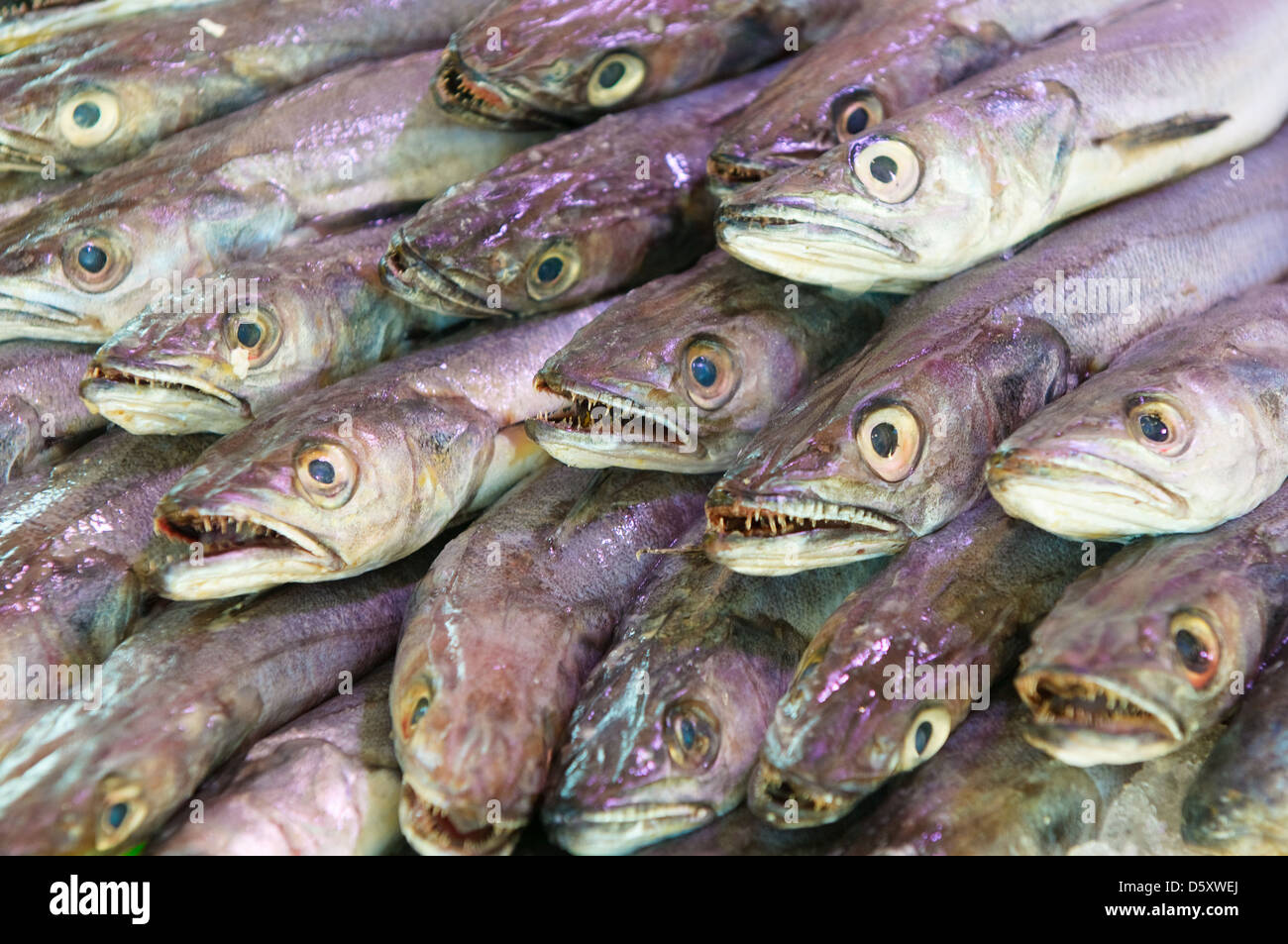 fresh fish at a fish market Stock Photo Alamy