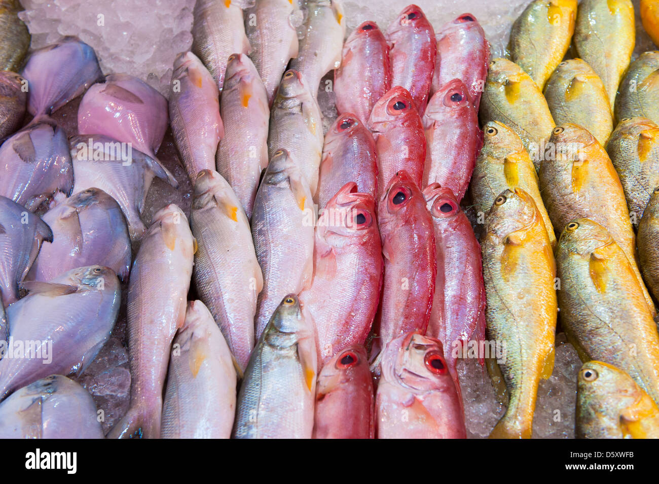 fresh fish at a fish market Stock Photo Alamy