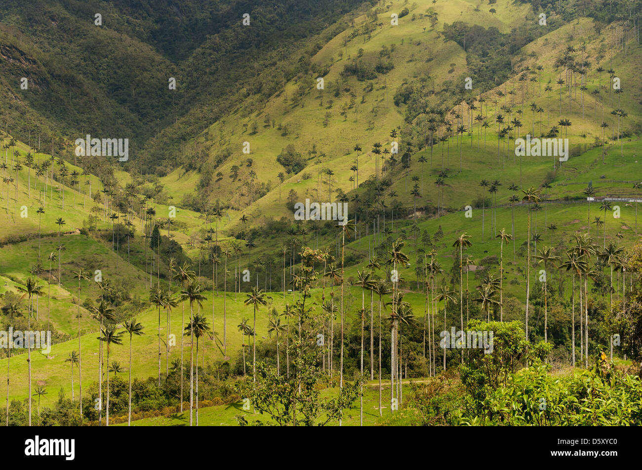 Vax palm trees of Cocora Valley, colombia Stock Photo